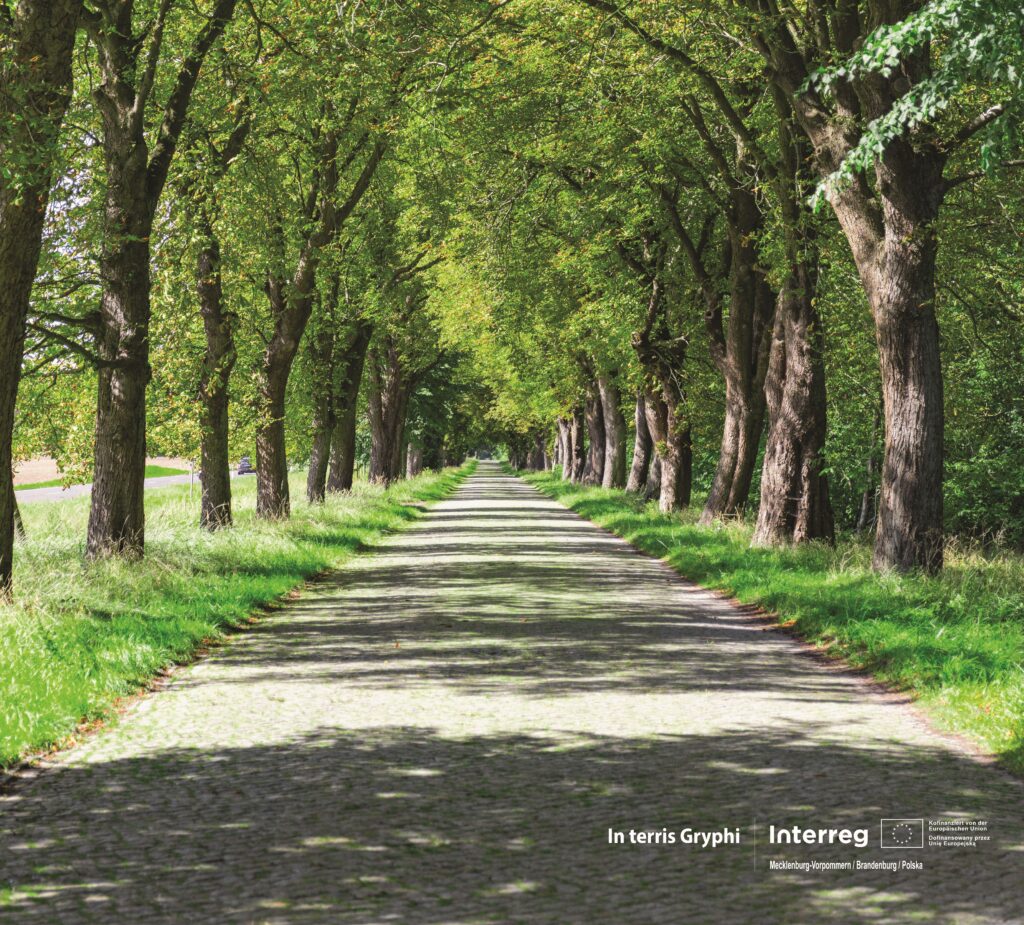 Eine Allee in MV